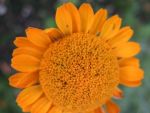 anthemis-sancti-johannis