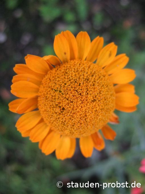 Anthemis sancti - johannis - Rila Kamille