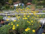anthemis-tinctoria-2