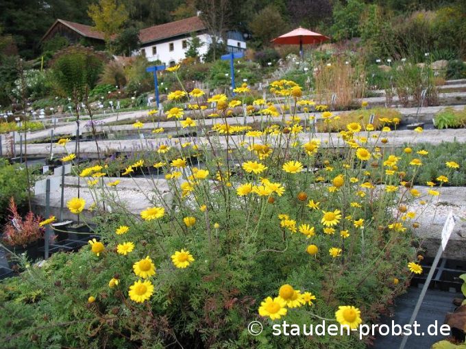 Anthemis tinctoria - Färberkamille