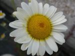anthemis-tinctoria-sauce-hollandaise