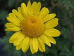 anthemis-tinctoria