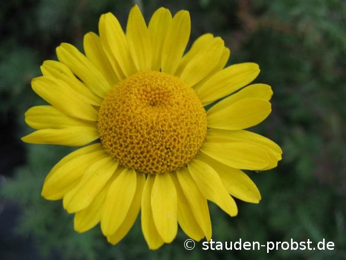 Anthemis tinctoria - Färberkamille