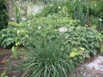 anthericum-ramosum-2