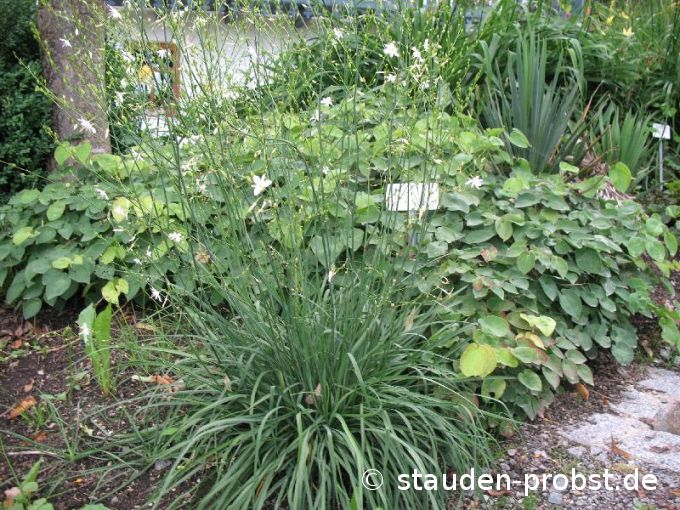 Anthericum ramosum - Ästige Graslilie