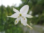 anthericum-ramosum