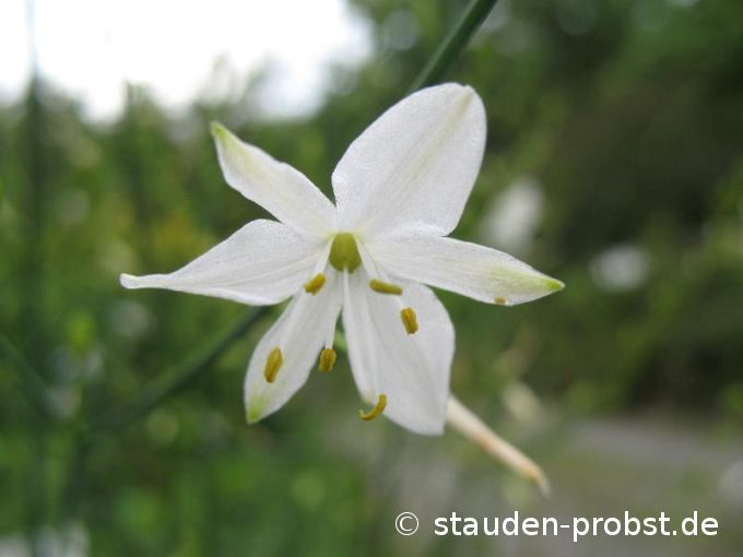 Anthericum ramosum - Ästige Graslilie