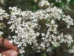 anthriscus-sylvestris-ravenswing-3