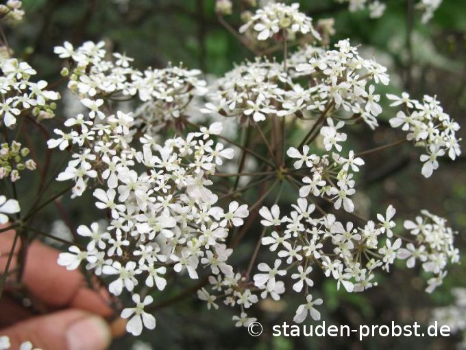 Anthriscus sylvestris 'Ravenswing' - Wiesenkerbel