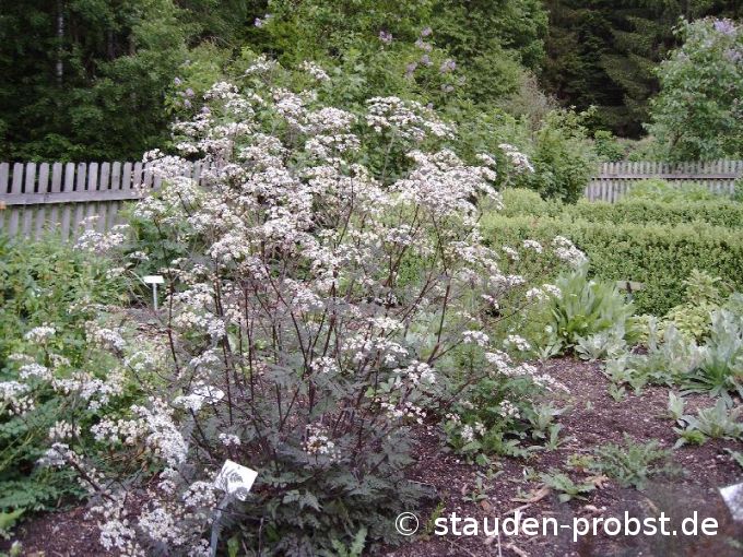 Anthriscus sylvestris 'Ravenswing' - Wiesenkerbel