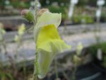 antirrhinum-braun-blanquettii