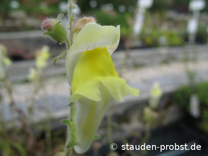 Antirrhinum braun-blanquettii - Löwenmäulchen