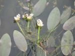 aponogeton-distachyos-2