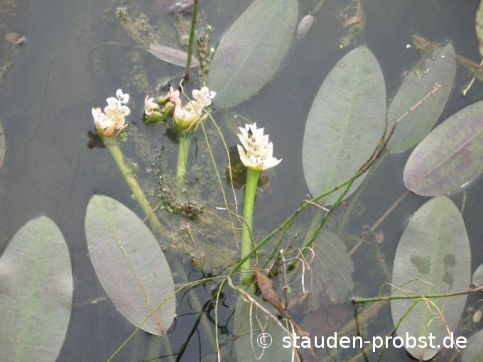 Aponogeton distachyos - Afrikanische Wasserähre