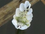 aponogeton-dystachios-5