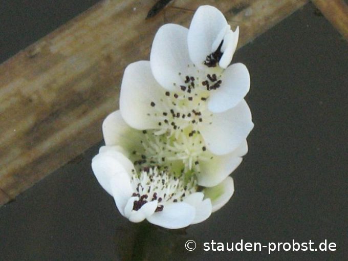 Aponogeton dystachios - Afrikanische Wasserähre