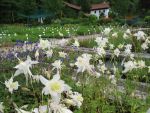 aquilegia-caerulea-kristall