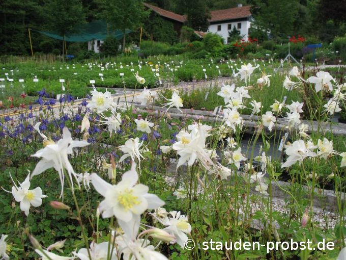 Aquilegia caerulea 'Kristall'