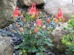 aquilegia-canadensis-little-lanterns-2