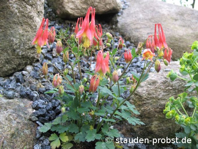 Aquilegia canadensis 'Little Lanterns' - Zwergakelei