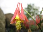 aquilegia-canadensis-little-lanterns