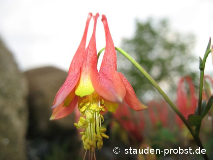 Aquilegia canadensis 'Little Lanterns' - Zwergakelei