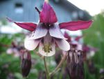 aquilegia-vulgaris-william-guiness