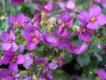 arabis-caucasica-compinkie-2
