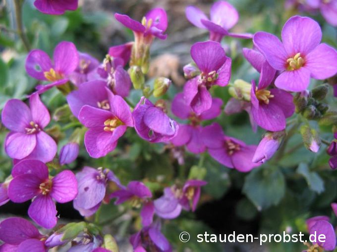 Arabis caucasica 'Compinkie' - Gänsekresse