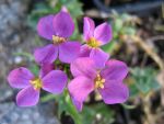arabis-caucasica-compinkie