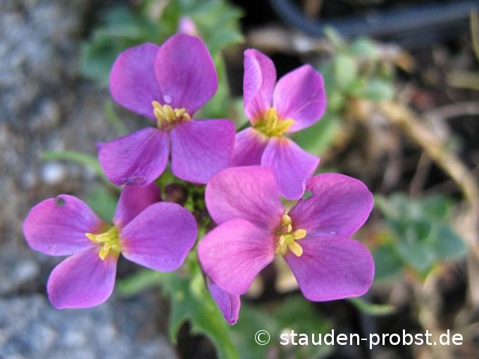 Arabis caucasica 'Compinkie' - Gänsekresse