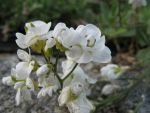 arabis-caucasica-plena-2