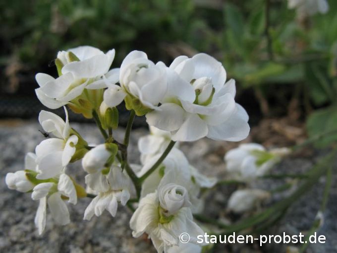 Arabis caucasica 'Plena' - Gänsekresse