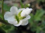 arabis-caucasica-plena