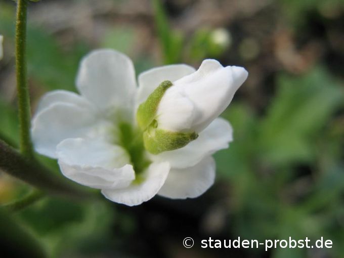 Arabis caucasica 'Plena' - Gänsekresse