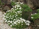arabis-caucasica-schneehaube-2