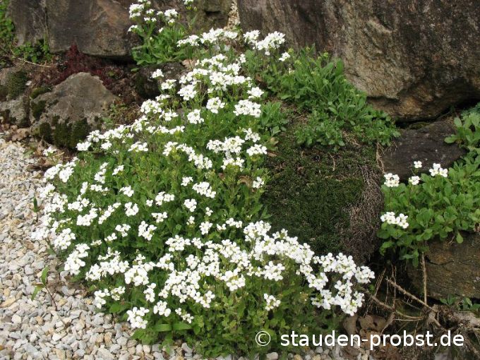 Arabis caucasica 'Schneehaube' - Gänsekresse