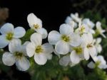 arabis-caucasica-schneehaube