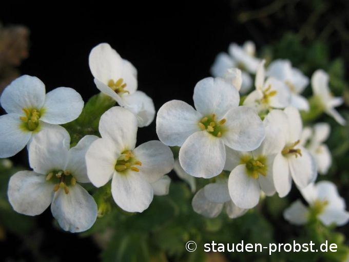 Arabis caucasica 'Schneehaube' - Gänsekresse