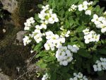 arabis-caucasica