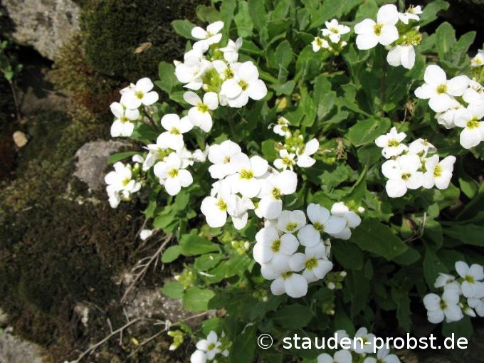Arabis caucasica 'Schneehaube' - Gänsekresse