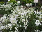 arabis-procurrens-2