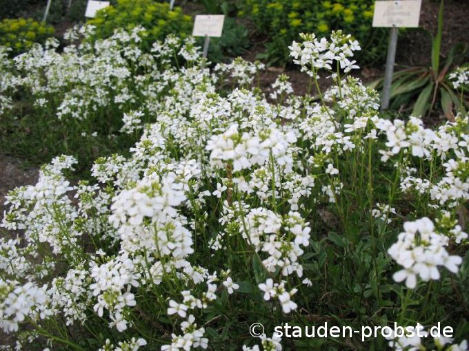 Arabis procurrens - Karpaten Schaumkresse