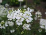 arabis-procurrens