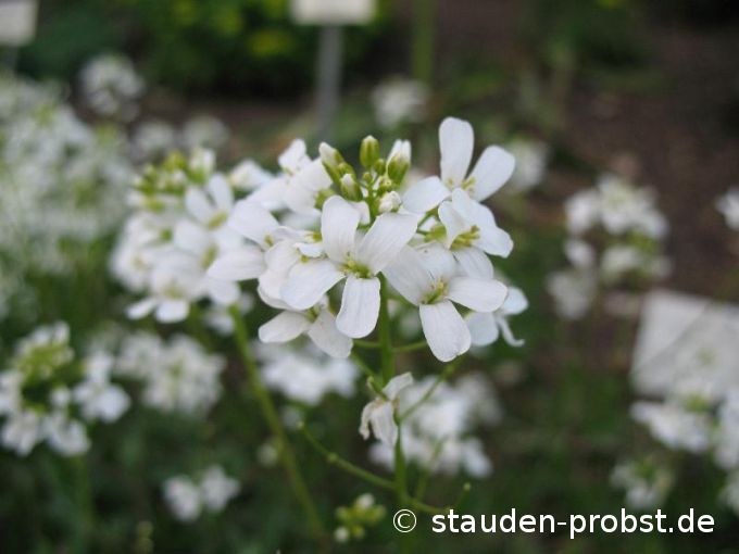 Arabis procurrens - Karpaten Schaumkresse