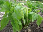 arisaema-amurense-2