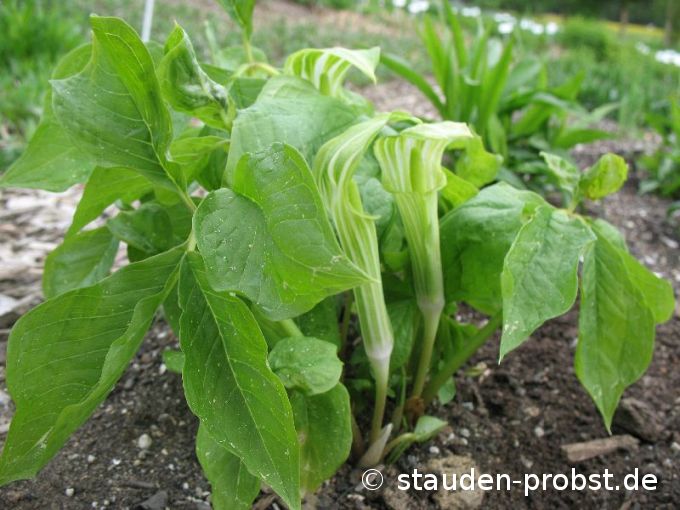 Arisaema amurense - Feuerkolben