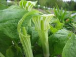 arisaema-amurense
