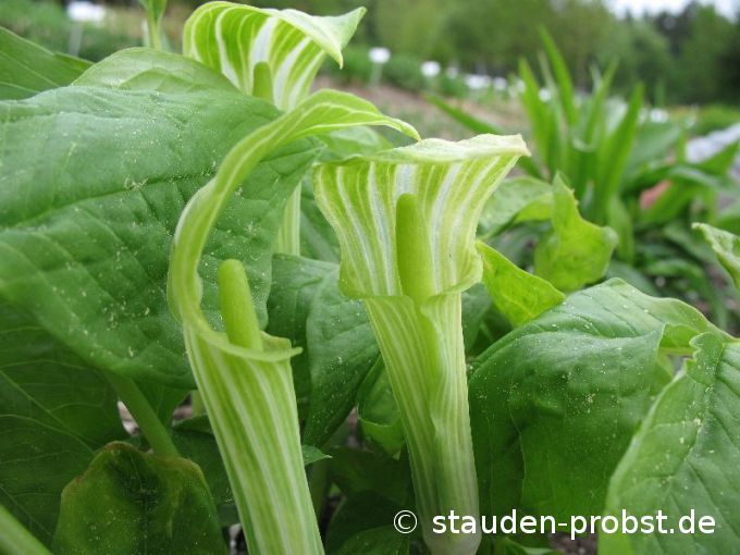 Arisaema amurense - Feuerkolben
