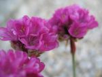 armeria-maritima-duesseldorfer-stolz